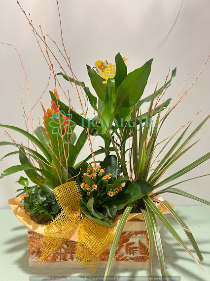 4L- CAJA PLANTAS LAVANDA