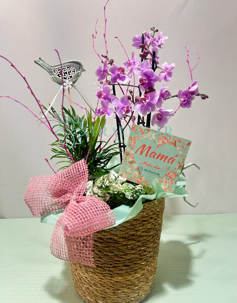 4I- Centro de plantas Mousse