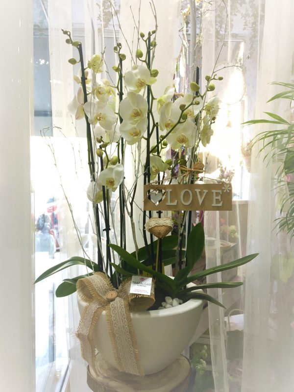 ORQUIDEA MAGIA