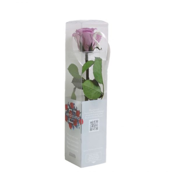 ROSA ETERNA MALVA MINI