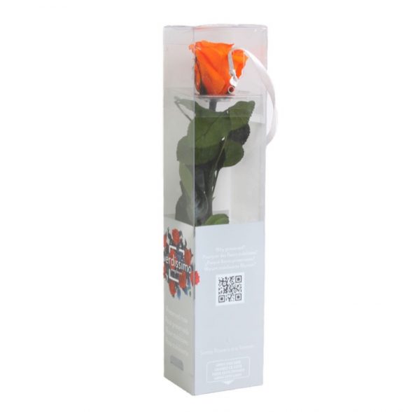 Rosa Eterna Naranja Mini