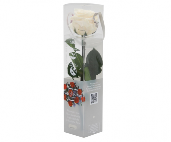Rosa Eterna Crema Mini
