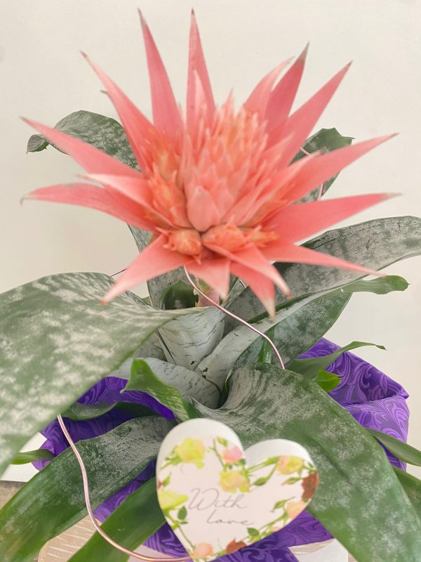 Planta Aechmea