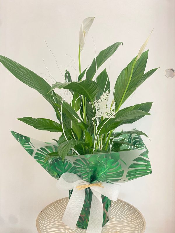Planta Spathiphyllum