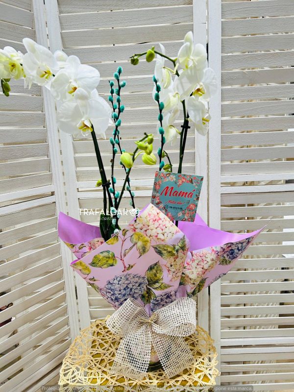 Planta Orquídea Phalaenopsis