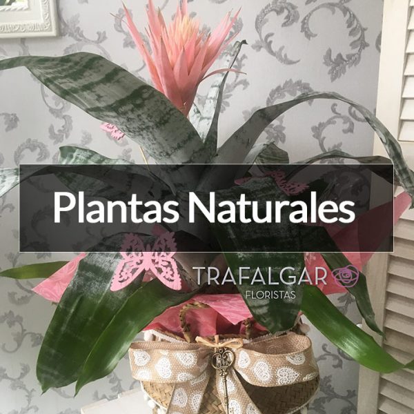 PLANTAS NATURALES