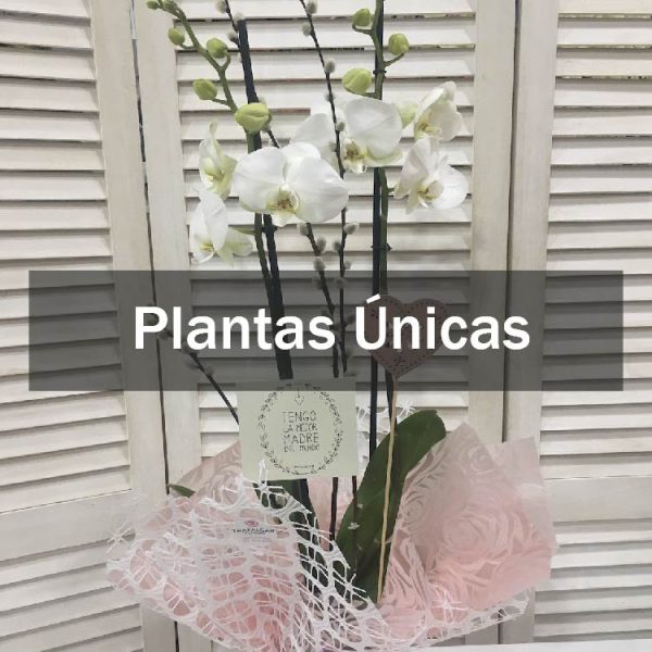 PLANTAS ÚNICAS