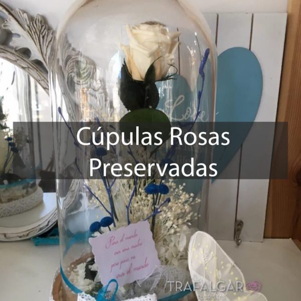 CÚPULAS ROSAS PRESERVADAS