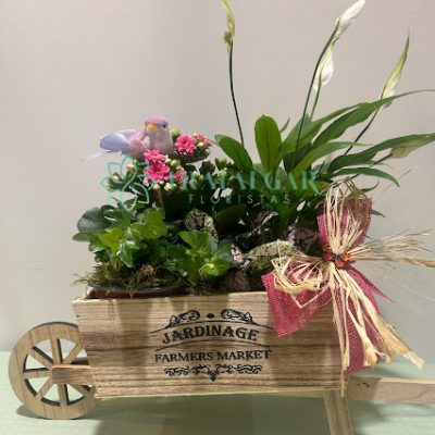 GERANIUM2